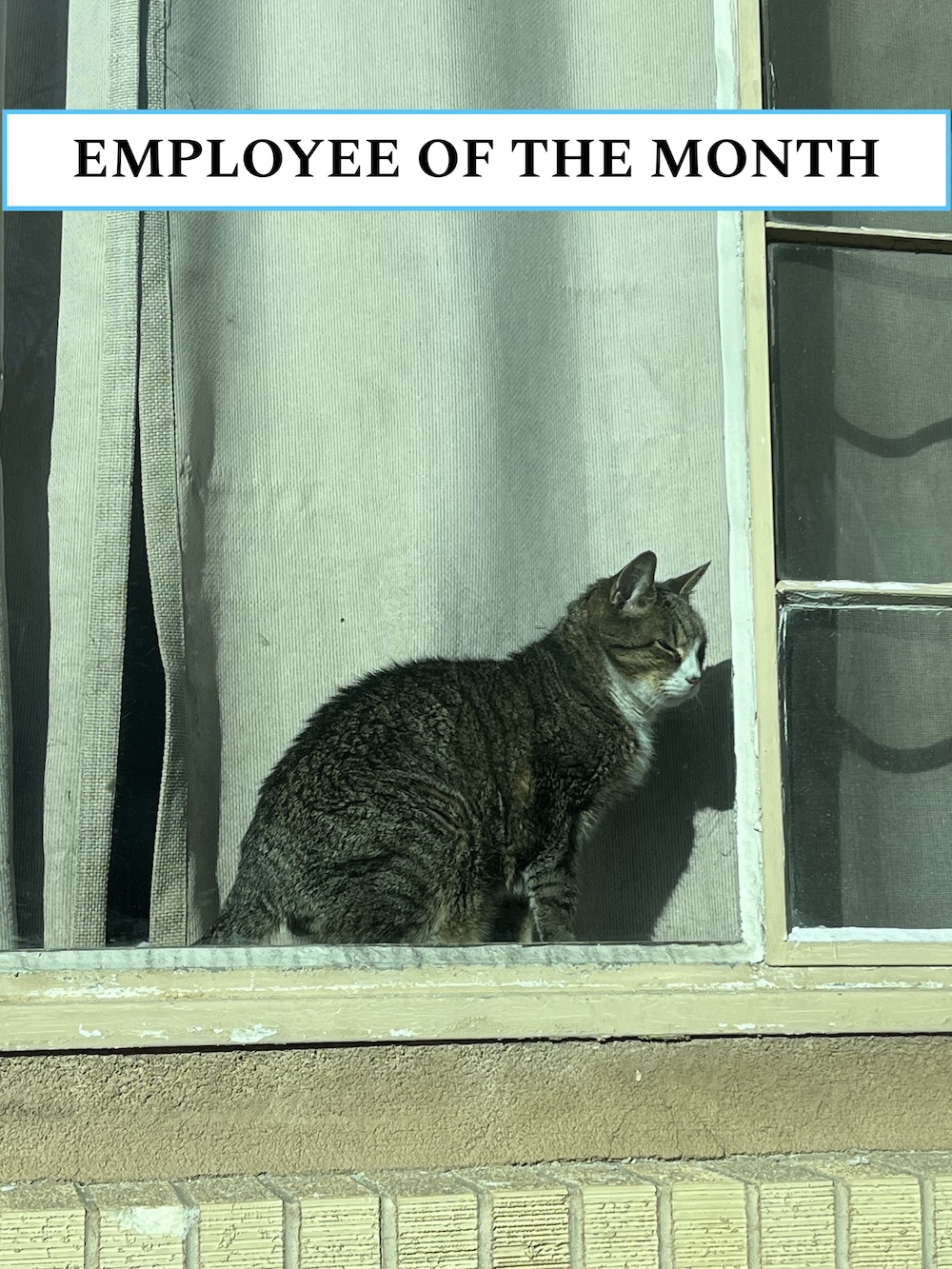 Johnny, a tabby cat sitting in a window.