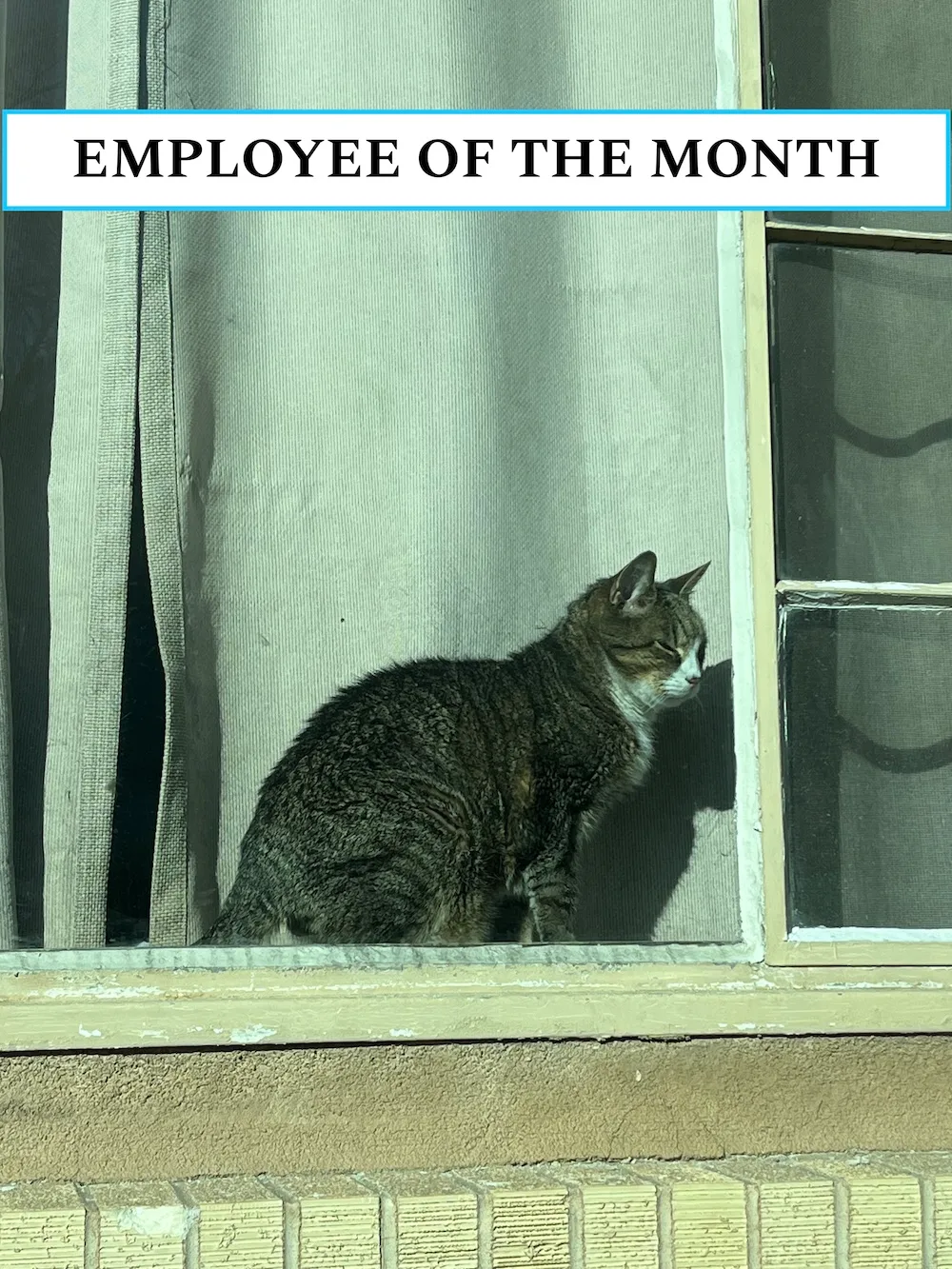 Johnny, a tabby cat sitting in a window.